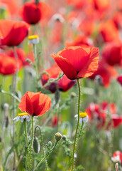 Naklejka premium Delicate Red Poppy Macro – Blurred Nature Background Scene