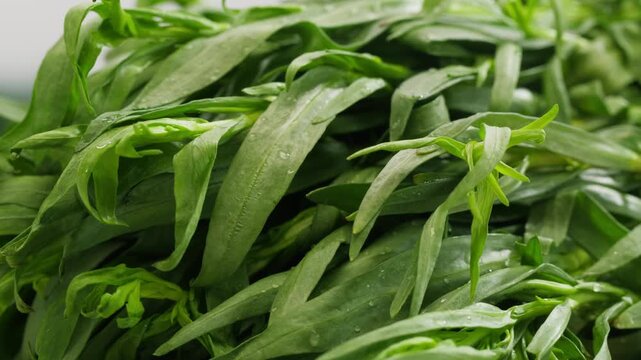 Tarragon leaves, bunch of tarragon on kitchen chef cooking dinner, middle eastern greens close up, macro. 