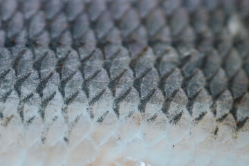 Extreme close-up of overlapping fish scales with dark mottled markings, pale translucent skin. © Jolanta