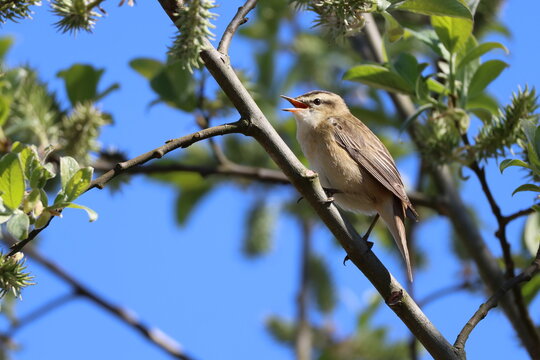 the sedge warbler (Acrocephalus schoenobaenus)