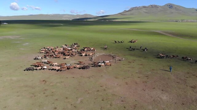 Aerial view shows Mongolian herders training free roaming horses over green steppe pasture. High angle footage follows nomad ranchers taming feral equines sprinting through open rangeland, Mongolia.