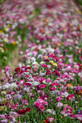 Fototapeta premium flower field