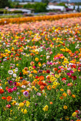 Obraz premium flower field