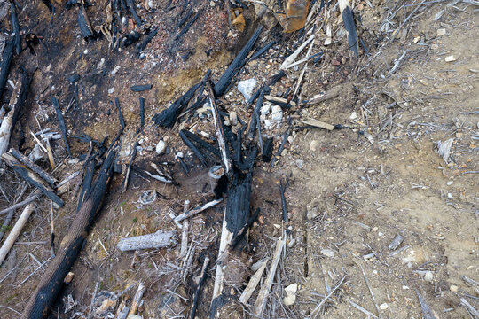Charred Fallen Logs And Burned Debris On Dry Soil After Wildfire In British Columbia Canada