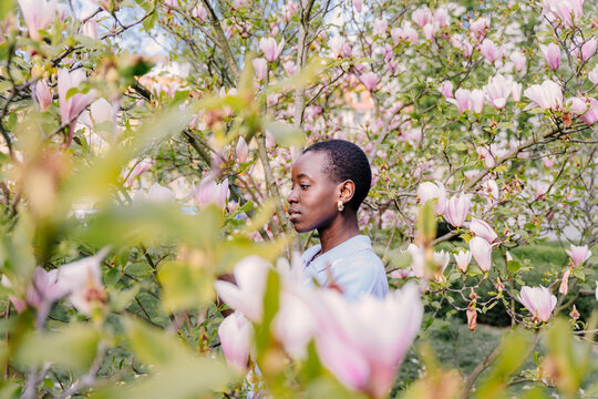 Side Profile of Calm African Female Immersed in Pink Magnolia Blossoms in Spring