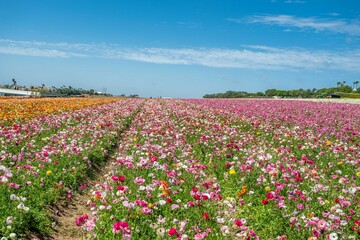 Obraz premium flower field