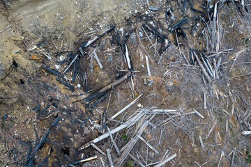 Fototapeta premium Aerial View of Burned Forest Stumps and Charred Logs on Eroded Slope in British Columbia