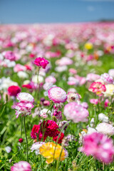 Obraz premium flower field