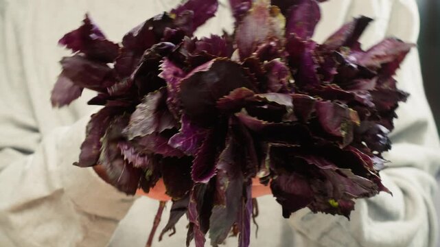 The farmer is holding a bunch of fresh pink purple basil. Vitamins and greens in the food concept, kitchen, cooking pesto