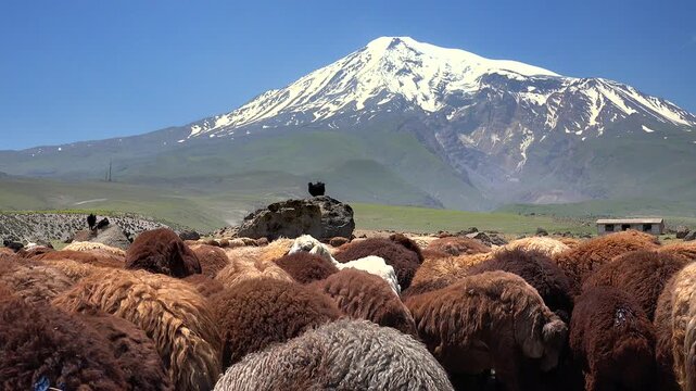 Herd of brown sheep graze at foot of snowcapped Mount Ararat volcano in Turkey plains. Solitary shepherd watches chestnut ewes feeding beside bright peak Agri Dagi, calm Igdir steppe pastureland.