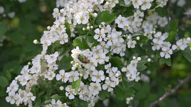 High-quality real-time video of a beautiful green beetle on blooming white spirea blossoms. Low angle view, cinematic natural light, 9s shot.