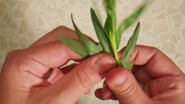 Tarragon leaves, bunch of tarragon on kitchen chef cooking dinner, middle eastern greens close up, macro. 