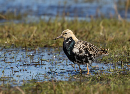Male Ruff (Calidris pugnax) in spectacular breeding plumage in shallow water on wet meadows during spring migration