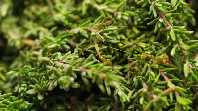 Green thyme bunch tied together, aromatic spices of dried thyme for use in cooking and folk medicine, herbal tea, kitchen. 
