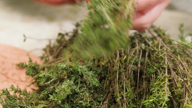 Green thyme bunch tied together, aromatic spices of dried thyme for use in cooking and folk medicine, herbal tea, kitchen. 