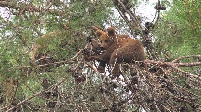 Two bear cubs resting on a tree branch in forest habitat, cute baby wildlife scene. Adorable young ursine siblings perched among pine limbs, natural outdoor animal moment.