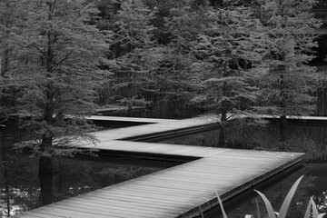Fototapeta premium Wooden Boardwalk over Swamp in Black and White in Grugapark Essen