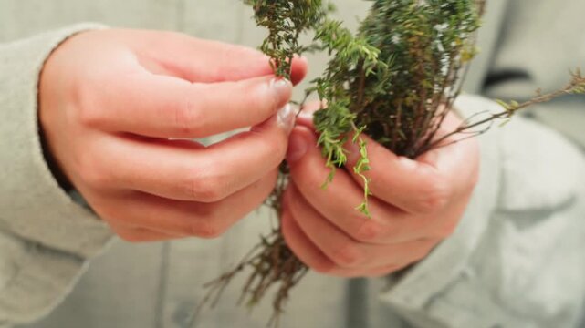 Green thyme bunch tied together, aromatic spices of dried thyme for use in cooking and folk medicine, herbal tea, kitchen. 
