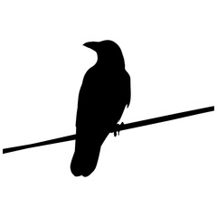 Naklejka premium Black silhouette bird perched on a thin wire isolated on transparent background, Vector