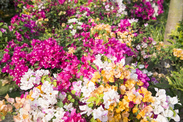 Fototapeta premium Vibrant bougainvillea flower clusters in a sunny garden