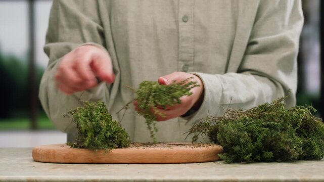 Green thyme bunch tied together, aromatic spices of dried thyme for use in cooking and folk medicine, herbal tea, kitchen. 