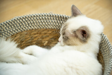 Fluffy White Cat Resting in Woven Basket Indoors © LuuDieuThanh