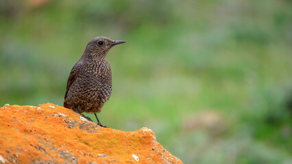 Obraz premium Blue Rock Thrush bird perching on rock 