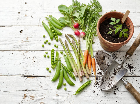 Freshly harvested vegetables and gardening tools artfully arranged on a rustic, weathered surface