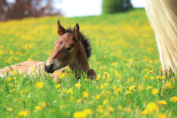Braunes Fohlen liegt in der Blumenwiese - Schweif von Stute © Petra Eckerl