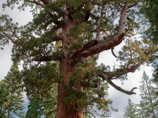 Fototapeta premium Looking up at the massive branches and green canopy of a giant sequoia in Mariposa Grove, Yosemite National Park, California, USA
