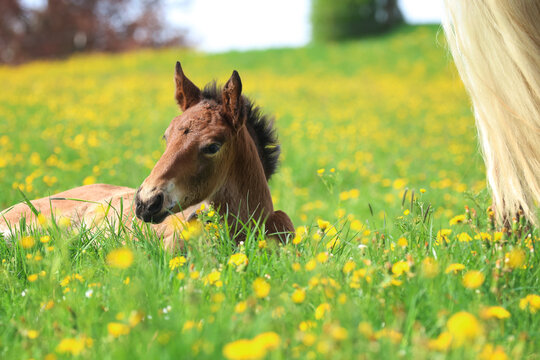 Braunes Fohlen liegt in der Blumenwiese - Schweif von Stute