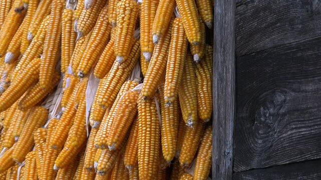 Dried corn cobs hanging on wooden village house wall, traditional rural food storage. Sun cured maize ears stacked beside timber cabin exterior, rustic farmhouse harvest preservation.