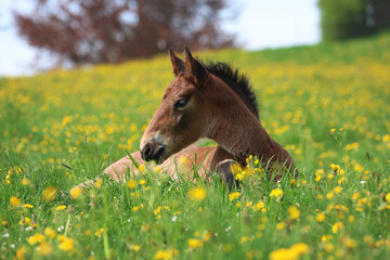 Braunes Fohlen liegt entspannt in einer Blumenwiese © Petra Eckerl