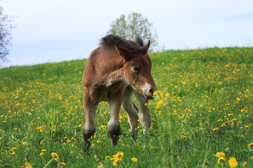 Braunes Fohlen in einer Wiese riecht neugierig an einer gelben Blume © Petra Eckerl