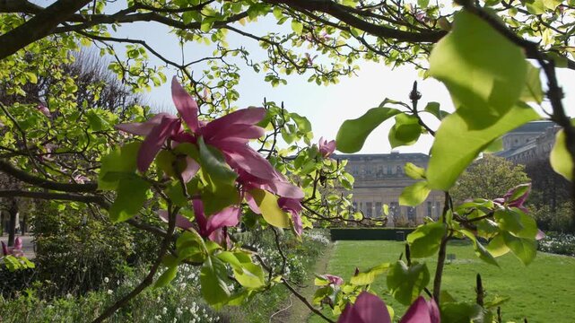 Jardin du Palais Royal in Paris in spring with magnolia tree in bloom, iconic garden of Palais Royal at sunset in the springtime