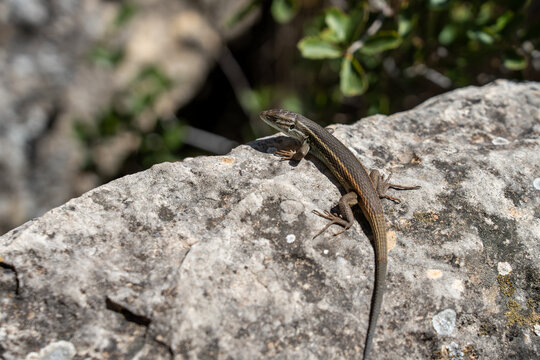 A close-up, high-definition photograph capturing a striped wall lizard resting on a rugged, sunlit limestone rock surface in its natural habitat.