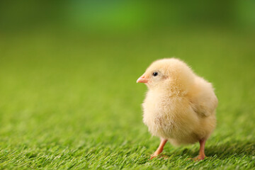 Baby animal. Cute chick on artificial grass, closeup. Space for text © New Africa
