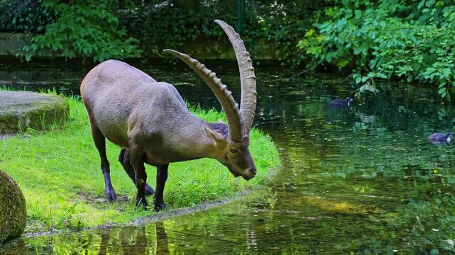 Alpine ibex, Capra ibex also known as the steinbock or bouquetin, is a species of wild goat that lives in the mountains of the European Alps.