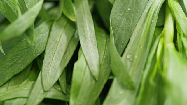 Tarragon leaves, bunch of tarragon on kitchen chef cooking dinner, middle eastern greens close up, macro. 