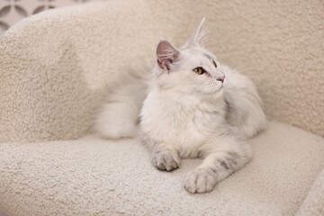 Cute Maine Coon cat on armchair at home © New Africa