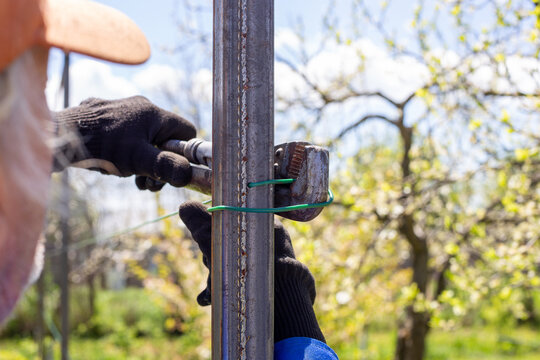 A gardener's hands in black gloves tie a green wire to a metal trellis post. Vineyard installation, agricultural work, garden infrastructure.