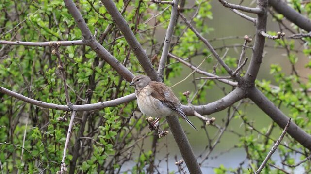 Common Linnet bird perching on a branch