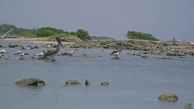 Pelicanos y gaviotas en la playa 