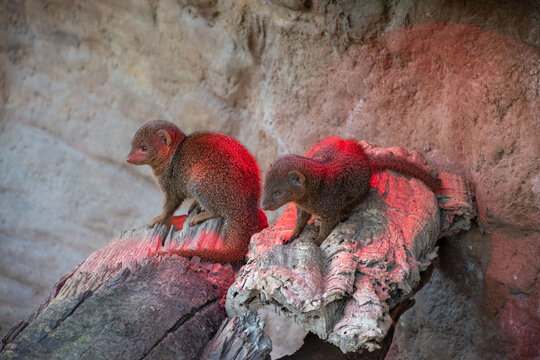 Two dwarf mongooses exploring their habitat, showcasing wildlife curiosity and natural behavior in a unique environment.