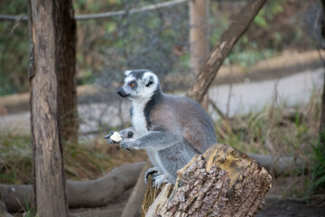 A playful ring-tailed lemur sits on a log, showcasing its unique features in a natural setting. Perfect for wildlife and animal enthusiasts. © Mikhail