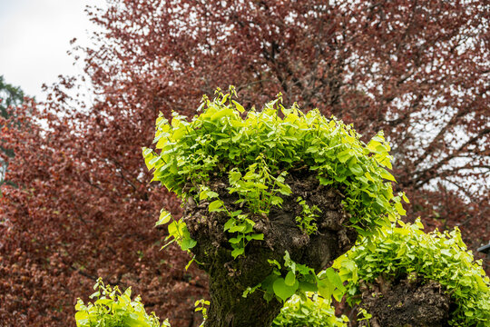 Spring growth