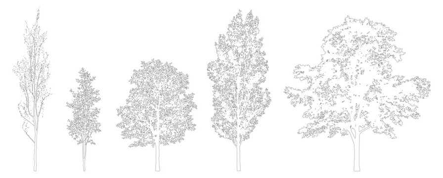Minimal style CAD tree species line drawing, Side view, set of graphics mixed trees elements outline symbol for architecture landscape design drawing. Vector illustration. forest garden section