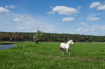 White Horse in Green Meadow under Blue Sky © baxys