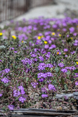 Obraz premium flowers