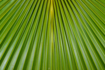 Obraz premium A close-up photograph of a vibrant green palm leaf, highlighting its natural textures and linear patterns.